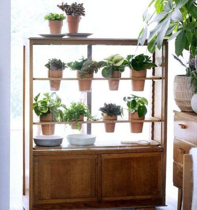Glass-Fronted Plant Cabinet Display