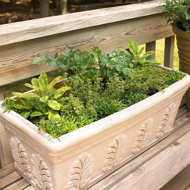 Green Leaf Container Garden