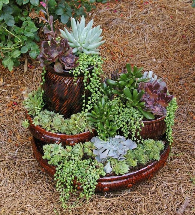 Succulent Tower Serving Display