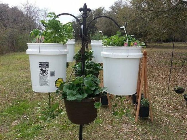 Recycled Buckets Green Garden
