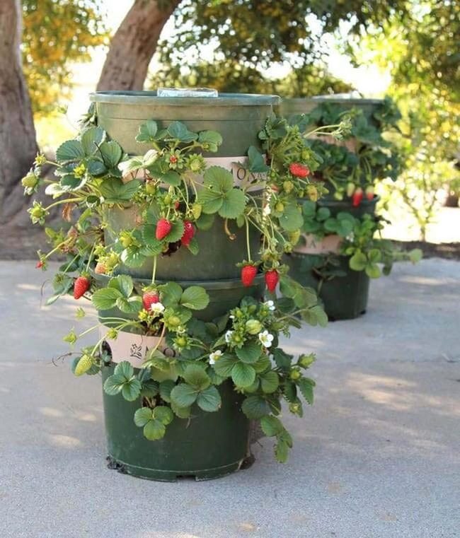 Cascading Strawberries, Small Space