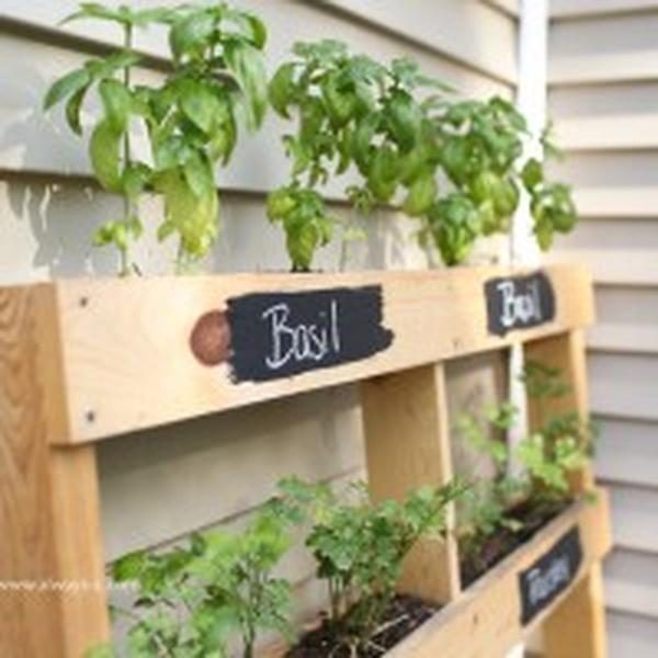 Fresh Herbs In Weathered Wood
