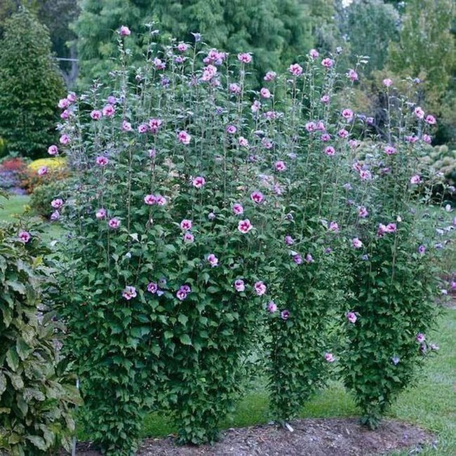 Pink Blooms Privacy Wall