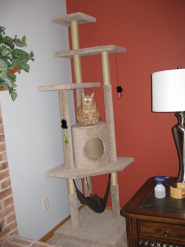 Beige Cat Tree With Orange Tabby