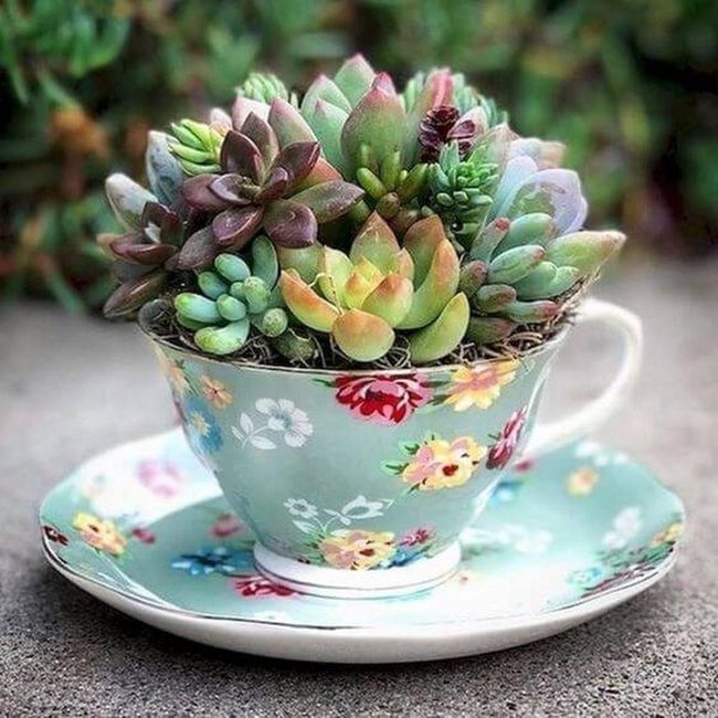 Vintage Teacup Succulent Garden