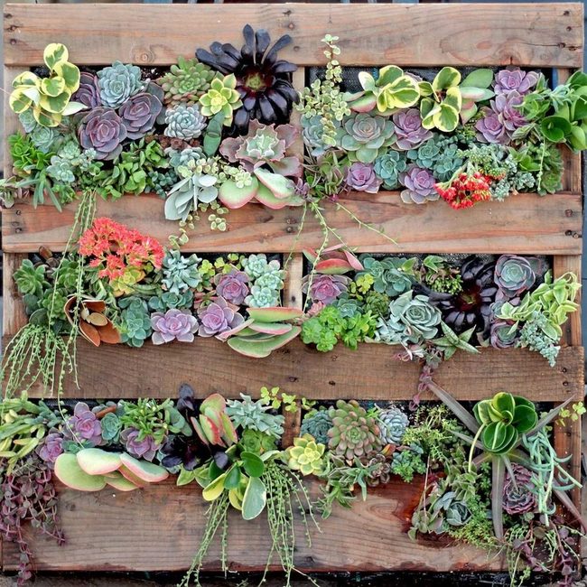 Cascading Succulents On Wood
