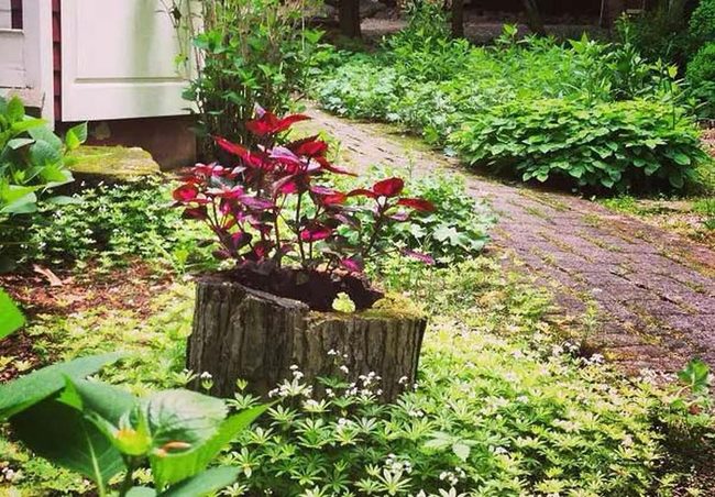 Red Twig Dogwood In Reclaimed Stumps