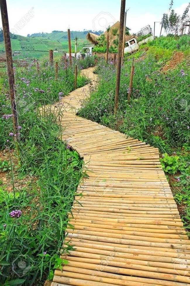 Bamboo Path Garden With Wildflowers