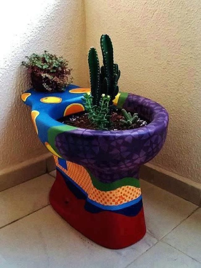 Cacti Sprouting From Toilets