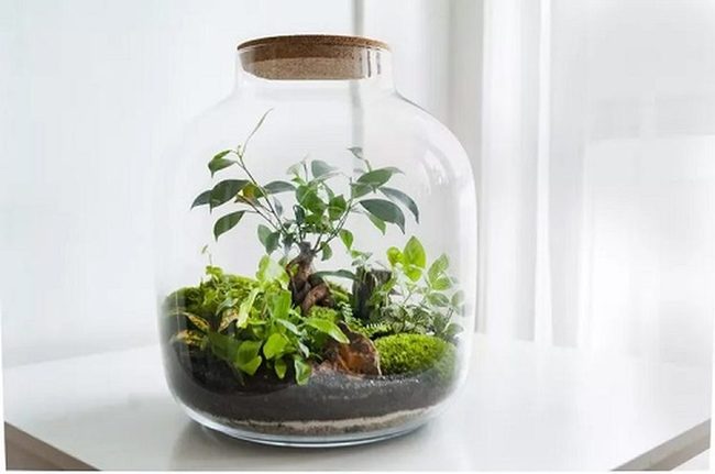 Glass Terrariums, Living Green