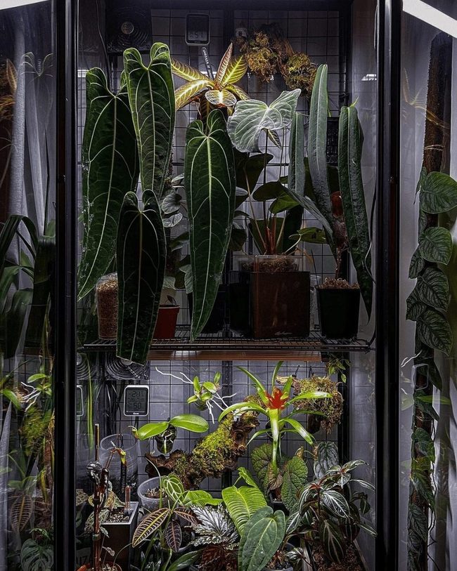 Mobile Glass Plant Cart