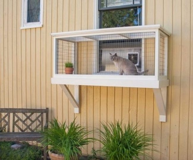 Green-Filled Cat Window Box