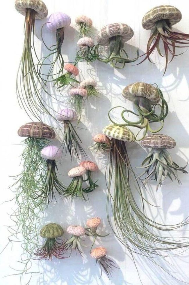 Green Plants With Coastal Shells