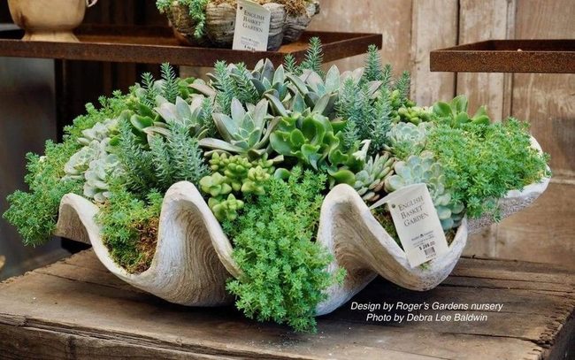 Seashell Succulent Planters