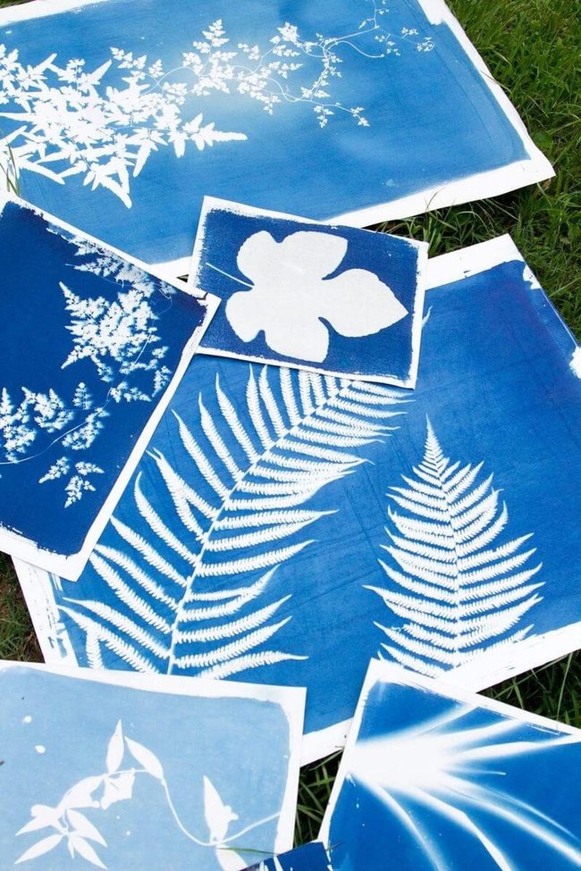 Sun Print Nature Arrangements
