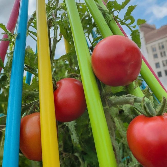 White Pvc Pipe Tomato Cages
