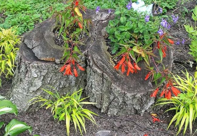 Cascading Begonias Transform Stumps Into Living Color