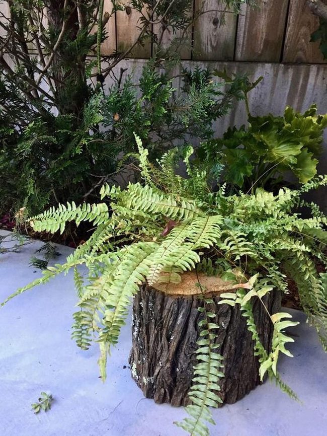 Tree Stump Fern Planter