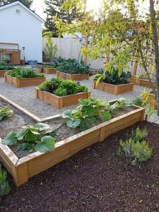 Edible Backyard Kitchen Garden
