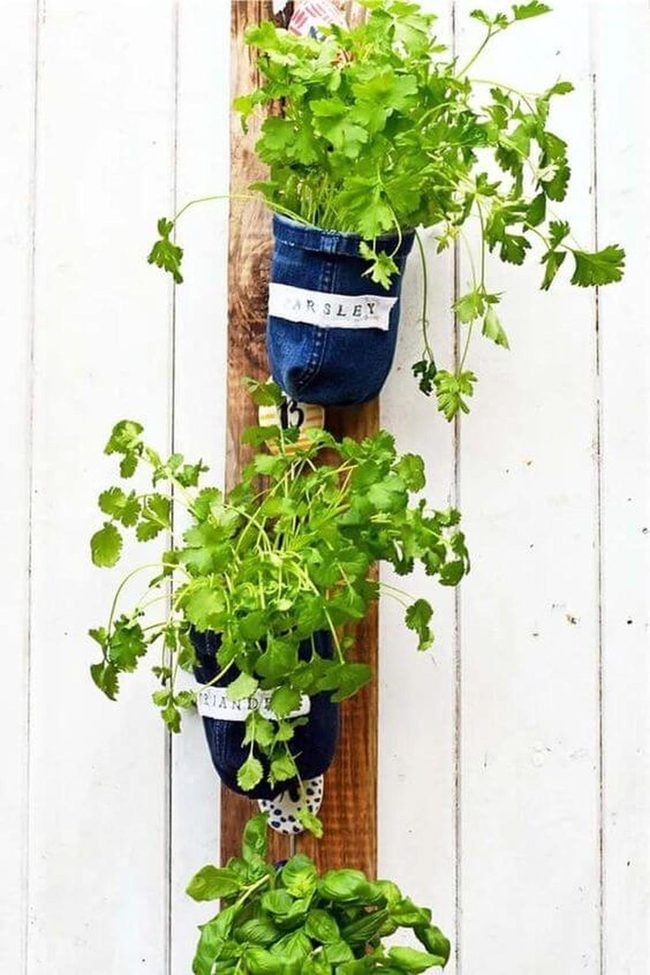 Indigo Denim Herb Garden