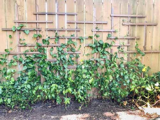 Purple Clematis Climbing Wooden Trellis