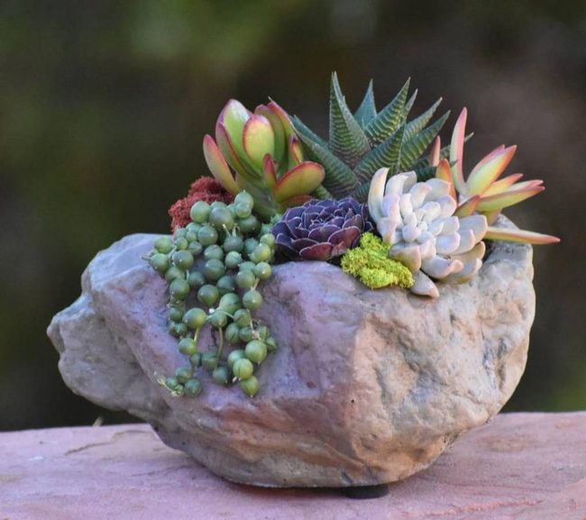 Desert Succulents On Stone