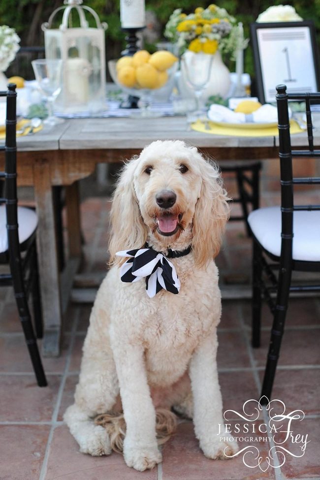 Yellow Lemon Table Gathering