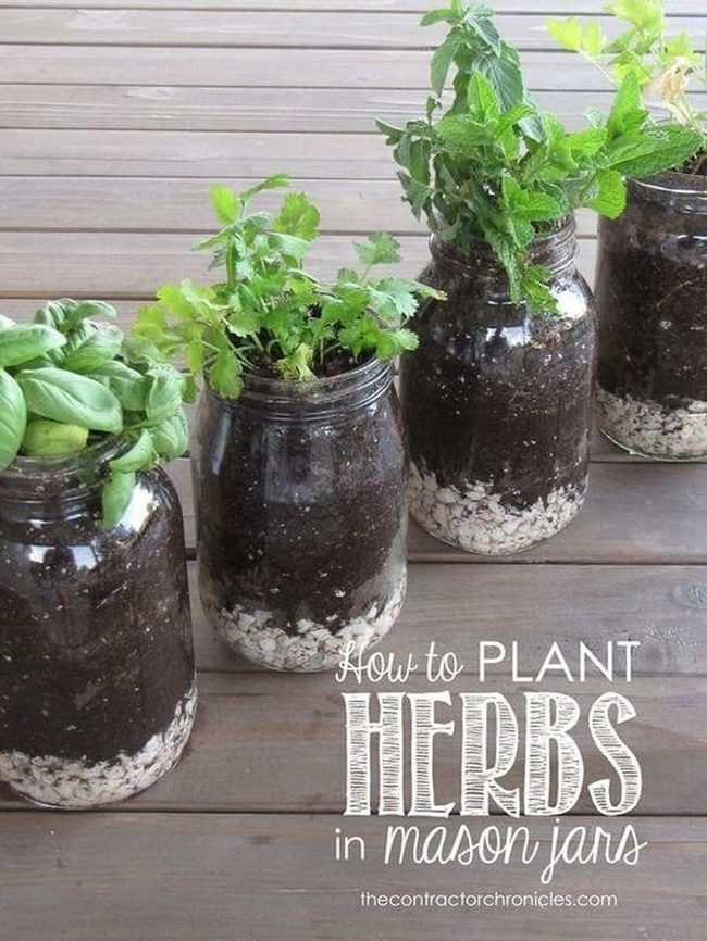 Glass Jars, Living Herbs