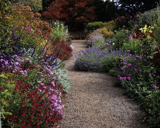 Purple Wildflower Paths In Motion