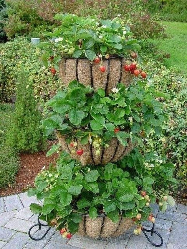 Red Strawberries Stacked Vertical Garden