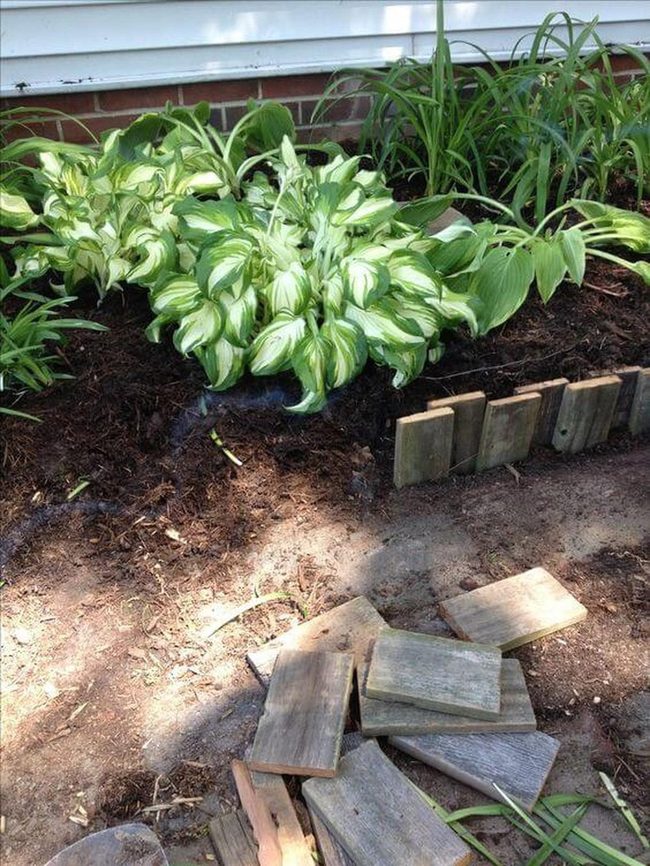 Layered Hostas, Dappled Shade