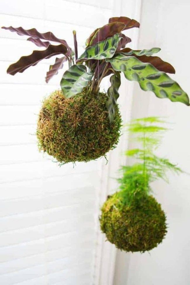 Moss-Wrapped Flower Spheres