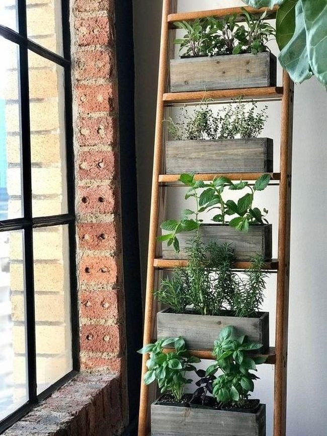 Green Herbs On Weathered Wood