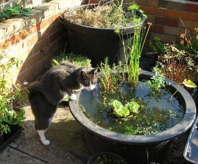 Red Brick Garden With Water Basin
