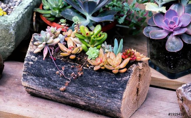 Hollowed Wood Succulent Vessels