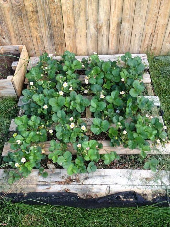 Wooden Pallets, Strawberry Beds