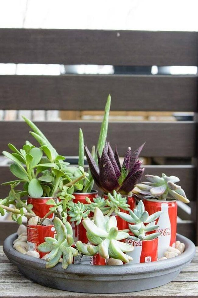 Green Plants In Soda Cans