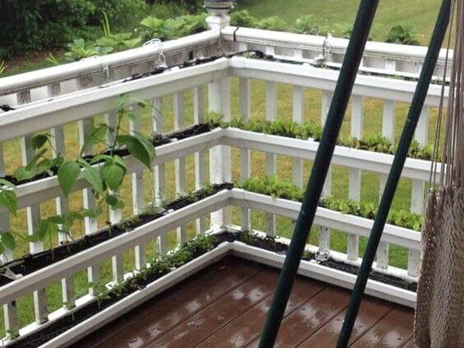 Vertical Garden Kitchen Wall