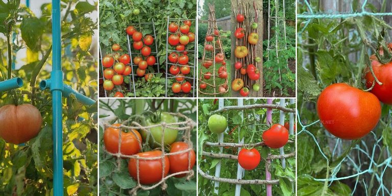 9165747 DIY Tomato Cage Ideas