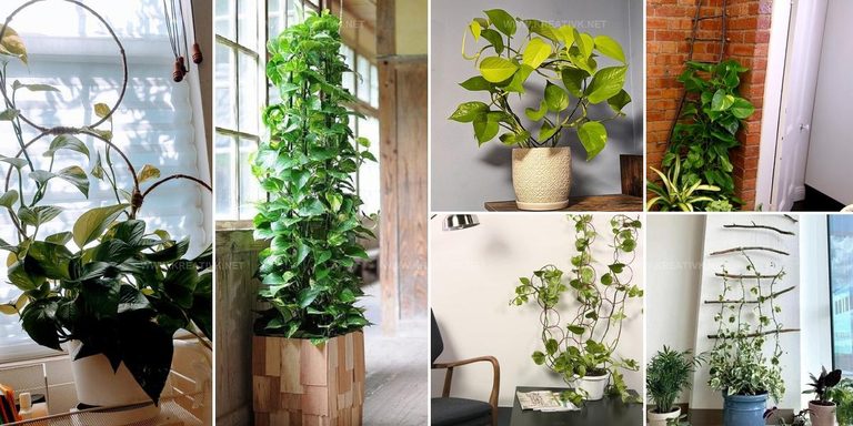 9623310 DIY Pothos Trellis Ideas