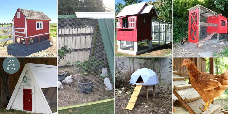 1196966 DIY Chicken Coop Ideas