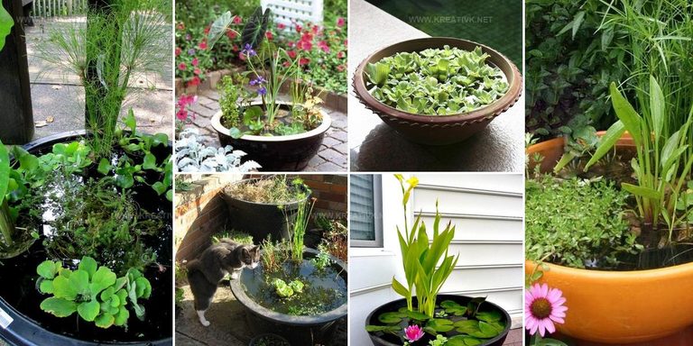 2466287 DIY Container Water Garden Ideas